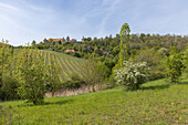  Spring around Frankenberg Castle, Weigenheim, Neustadt an der Aisch, Lower Franconia, Franconia, Bavaria, Germany, Europe 