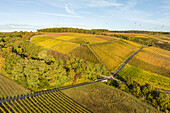  Autumn in the vineyards, Obereisenheim, Eisenheim, Würzburg, Lower Franconia, Franconia, Bavaria, Germany, Europe 