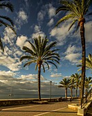 Paar auf Bank im Morgenlicht unter Palmen, Seepromenade in Marbella, Blick zu einem Boot im Meer, Costa del Sol, Andalusien, Spanien