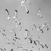 A flock of seagulls seen from below flying in the sky
