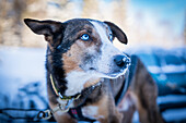 Portrait eines Schlittenhundes; Luleå, Norrbotten, Schweden