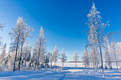  winter landscape; Råneå, Norrbotten, Sweden 