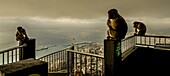 Berberaffen auf dem Geländer vom Aussichtspunkt am Upper Rock mit Blick auf den Hafen von Gibraltar, Britische Kronkolonie, Straße von Gibraltar