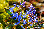 Zweiblättriger Blaustern (Scilla bifolia, Sternhyazinthe, Zweiblättrige Meerzwiebel) im Moos