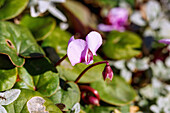 blühendes Kos-Alpenveilchen (Cyclamen coum) im Herbstlaub