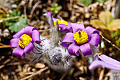  flowering pasqueflowers (Pulsatilla vulgaris, pasqueflowers) 