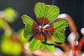  Lucky clover (Oxalis deppei, four-leaf sorrel) 