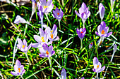  Meadow with blooming Crocus tommasinianus (fairy crocus, Dalmatian crocus, Tommasini&#39;s crocus) 