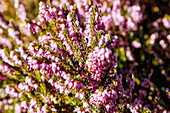  Flowering winter heather (snow heather, Erica carnea, spring heather) 