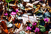 blühende Kos-Alpenveilchen (Cyclamen coum) im Herbstlaub