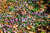  blooming Kos cyclamen (Cyclamen coum) in autumn leaves 