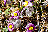 blühende Küchenschellen (Pulsatilla Vulgaris, Große Kuhschellen)