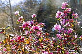 Blühender Rhododendron dauricum (immergrüne, Dahurische Alpenrose, Dahurische Azalee)