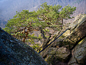  Small tree at Ilsestein, hiking destination high above the Ilsetal, Ilsenburg, Harz, Saxony-Anhalt, Germany 