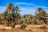 Dattelpalmen, Plantagen-Anbau, mit Lehmmauern, Marokko, Nordafrika