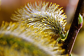 Zweig mit blühenden Weidenkätzchen der Sal-Weide (Salix caprea) im Gegenlicht