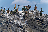 Großbritannien, Schottland, Hebriden Insel Isle of Staffa, Krähenscharben Kolonie, Kormoranvögel (Phalacrocorax aristotelis) auf Felsen