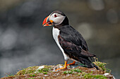 Großbritannien, Schottland, Hebriden Insel Isle of Lunga,  Papageientaucher (Fratercula arctica) auf Felsen