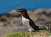 Großbritannien, Schottland, Hebriden Insel Isle of Lunga,  Vogel Tordalk (Alca torda) auf Felsen