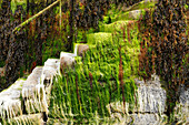 Großbritannien, Schottland, Inneren Hebriden, Insel Skye, Hafendetail Hauptstadt Portree, bemooste Steinstufen