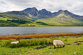 Großbritannien, Schottland, Inneren Hebriden, Insel Skye, Torrin, Schafe am Weg Richtung Westen nach Elgol