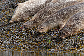 Großbritannien, Schottland, Inneren Hebriden, Insel Skye, Elgol, Bootsfahrt zum Loch Coruisk, Kegelrobben am Ufer