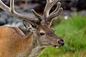  Great Britain, Scotland, West Highlands, Applecross Pass, a herd of young highland deer grazing next to our motorhome in the rain 