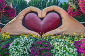  The Dubai Miracle Garden, colorful flower park, United Arab Emirates 