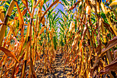  Dried cornfield in late summer with blue sky and sunshine, Hanover, Lower Saxony, Germany 