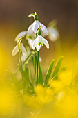 Schneeglöckchen im Frühlingslicht, Bayern, Deutschland, Europa