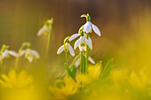  Snowdrops in spring light, Bavaria, Germany, Europe 