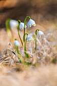  Snowdrops in the Murnauer Moos, Murnau, Bavaria, Germany, Europe     