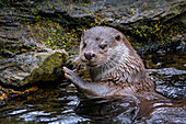  An otter in the Bavarian Forest, Bavaria, Germany 