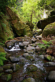  Madeira, Levada hike near Ponta del Sol 