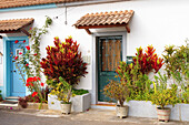 Blumenschmuck vor Häusern in Madalena do Mar, Madeira, Portugal, Europa