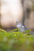  Wood anemone in sunny spring forest, Bavaria, Germany     