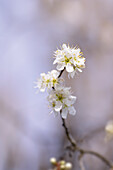 Weißdornblüten im Frühlingslicht, Bayern, Deutschland, Europa