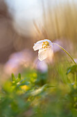  Wood anemone on a sunny evening in the spring forest, Bavaria, Germany      