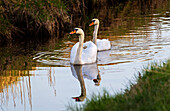  Two swans in a stream, Weilheim, Bavaria, Germany 