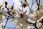 Blüten der Löbner-Magolie (Löbners Magnolie, Magnolia × loebneri Kache, Große Sternmagnolie)