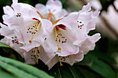  flowering showy rhododendron (Rhododendron calophytum Franchet) 