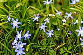  flowering star hyacinths (Chionodoxa) 
