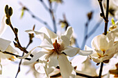  Flowers of the Löbner Magnolia (Löbner&#39;s Magnolia, Magnolia × loebneri Kache, Great Star Magnolia) 