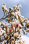 Zweige mit Blüten der Yulan-Magnolie (Magnolia denudata)
