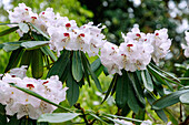 blühender Prachtpflanzen-Rhododendron (Rhododendron calophytum Franchet)