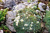  flowering spring saxifrage (Saxifraga marginata var. rocheliana) in the rock garden 