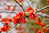  flowering Japanese quince (Chaenomeles japonica, low false quince, Nordic lemon) 