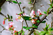  flowering Cathaya ornamental quince (Chaenomeles cathayensis, Cathaya false quince, large-fruited ornamental quince) 
