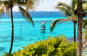 Palm trees at Garrafon Natural Reef park, Isla Mujeres, Caribbean Coast, Cancun, Quintana Roo, Mexico