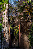 Enge Gasse zwischen alten Häusern und Palmen, Gemeinde Orta San Giulio, Ortasee Lago d’Orta, Region Piemont, Italien